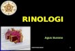 Rinologi Agus