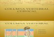 02) Columna Cervical PDF (1)
