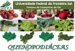 QUENOPODIÁCEAS - Olericultura