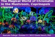 The Magical World of Chromatin in the Mushroom Coprinopsis cinerea