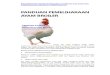 Panduan Pemeliharaan Ayam Broiler