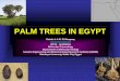 Palms in Egypt-Rabab