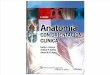 Anatomia Orientacion Clinica Moore 6a Rinconmedico.net