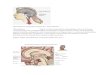 Hypothalamus Merupakan Bagian Dari Diencephalon
