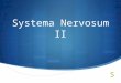 Systema Nervosum II 13012014