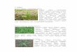 Klasifikasi rumput tanaman makanan ternak
