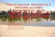 Evaluacion Biologica e Interrelaciones Ambientales en El Habitad El Malecon de Huacachina - Set 2012