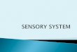 (2.2) Sistem Saraf Sensorik