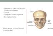 diapositivas de : huesos propios de la nariz, Huesos lagrimales, vómer y cornetes nasales