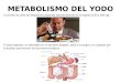 Metabolismo Del Yodo