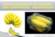 Atmosfera Modificada en Banano Diapositivas Inteligencia Artificial
