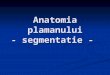 LP Anatomia Plamanului