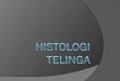 Histologi Telinga (Uploaded)