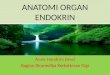 Anatomi Organ Endokrin 2013