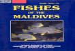 Fishes of The Maldives