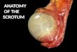 Anatomy of the scrotum