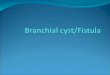 Branchial cyst and thyroglossal cyst