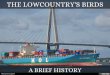The Lowcountry's Birds