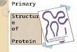 Primary and Secondary Structure of Protein