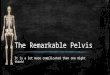 The Remarkable Pelvis