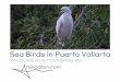 Sea Birds in Puerto Vallarta - Wildlife Photography