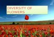Diversity of flowers