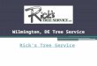 Wilmington, DE Tree Service