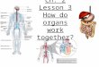 5th Grade Ch. 2 Lesson 3 How do organs work together?