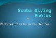 Scuba Diving Photos