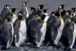 Amazing Penguin World