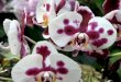 A Collection of Orchid Flowers