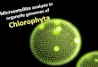 Microsatellite analysis in organelle genomes of chlorophyta（論文討論）