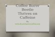 Coffee Borer Beetle Thrives on Caffeine