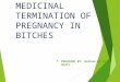 Pregnancy termination in bitches