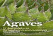 Agaves - Living Sculptures for Landscapes and Containers.pdf