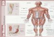 Músculos Anatomia