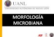 Morfología Microbiana