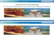 Ostrich Farming a Promising New Investment Opportunity