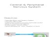 Central & Peripheral Nervous System PHYSIOLOGY