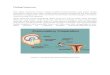 Menstruasi (PBL 3)