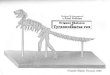 Issei Yoshino - Origami Skeleton of Tyrannosarus Rex