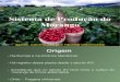 Morango- fruticultura