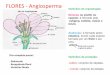 Flores - Reprodução Das Angiospermas