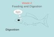 Fish Physiology 2