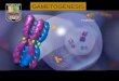 Clase Gametogenesis Medicina