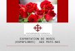 EXPORTATION DE ROSES AUX PAYS-BAS