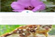 The Sturt's Desert Rose and Spotted Quoll