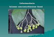 Www.solanaceasnobrasil.com Infrutescência Solanum sanctaecatharinae Dunal
