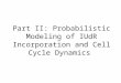 Part II: Probabilistic Modeling of IUdR Incorporation and Cell Cycle Dynamics