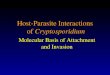 Host-Parasite Interactions of Cryptosporidium of Cryptosporidium Molecular Basis of Attachment and Invasion